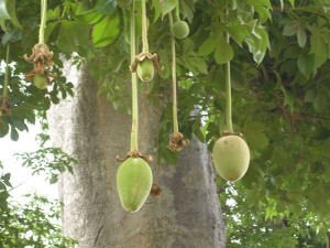 albero baobab - dieta