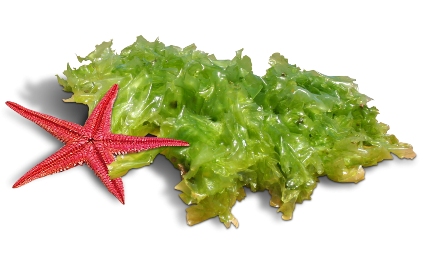 alghe kelp - dimagrire con gusto